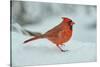 Northern Cardinal-Gary Carter-Stretched Canvas