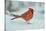 Northern Cardinal-Gary Carter-Stretched Canvas