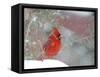 Northern Cardinal-Gary Carter-Framed Stretched Canvas