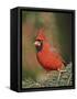 Northern Cardinal-Gary Carter-Framed Stretched Canvas