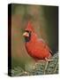 Northern Cardinal-Gary Carter-Stretched Canvas