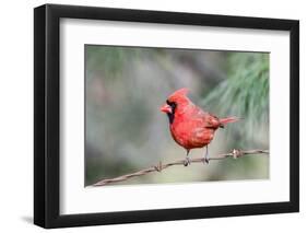 Northern Cardinal-Gary Carter-Framed Premium Photographic Print