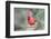 Northern Cardinal-Gary Carter-Framed Premium Photographic Print