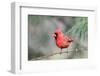 Northern Cardinal-Gary Carter-Framed Premium Photographic Print