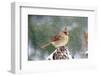 Northern Cardinal-Gary Carter-Framed Premium Photographic Print