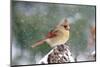 Northern Cardinal-Gary Carter-Mounted Premium Photographic Print