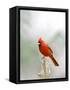 Northern Cardinal-Gary Carter-Framed Stretched Canvas