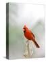 Northern Cardinal-Gary Carter-Stretched Canvas