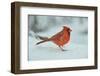 Northern Cardinal-Gary Carter-Framed Premium Photographic Print