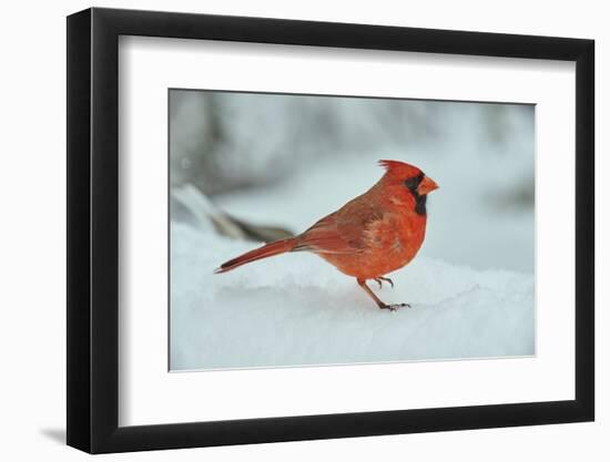 Northern Cardinal-Gary Carter-Framed Premium Photographic Print