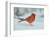 Northern Cardinal-Gary Carter-Framed Premium Photographic Print