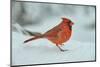 Northern Cardinal-Gary Carter-Mounted Premium Photographic Print