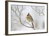 Northern Cardinal-Gary Carter-Framed Photographic Print