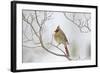 Northern Cardinal-Gary Carter-Framed Photographic Print