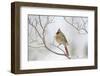 Northern Cardinal-Gary Carter-Framed Photographic Print