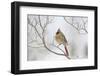 Northern Cardinal-Gary Carter-Framed Photographic Print