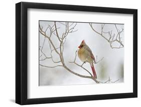 Northern Cardinal-Gary Carter-Framed Photographic Print