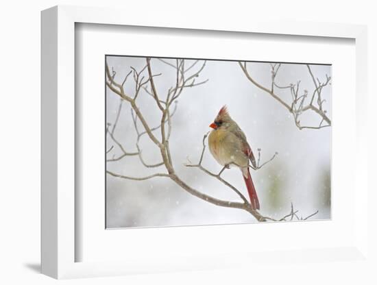 Northern Cardinal-Gary Carter-Framed Photographic Print