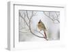 Northern Cardinal-Gary Carter-Framed Photographic Print