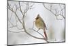 Northern Cardinal-Gary Carter-Mounted Photographic Print