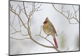 Northern Cardinal-Gary Carter-Mounted Photographic Print