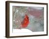 Northern Cardinal-Gary Carter-Framed Photographic Print