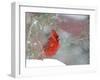 Northern Cardinal-Gary Carter-Framed Photographic Print