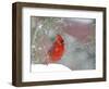 Northern Cardinal-Gary Carter-Framed Photographic Print