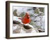 Northern Cardinal-Gary Carter-Framed Photographic Print