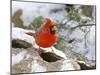 Northern Cardinal-Gary Carter-Mounted Photographic Print