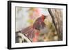 Northern Cardinal-Gary Carter-Framed Photographic Print