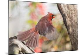 Northern Cardinal-Gary Carter-Mounted Photographic Print