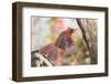 Northern Cardinal-Gary Carter-Framed Photographic Print