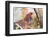 Northern Cardinal-Gary Carter-Framed Photographic Print