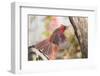 Northern Cardinal-Gary Carter-Framed Photographic Print