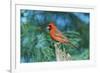 Northern Cardinal-Gary Carter-Framed Photographic Print