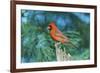 Northern Cardinal-Gary Carter-Framed Photographic Print