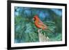 Northern Cardinal-Gary Carter-Framed Photographic Print