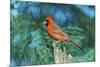 Northern Cardinal-Gary Carter-Mounted Photographic Print