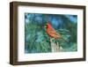 Northern Cardinal-Gary Carter-Framed Photographic Print