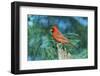 Northern Cardinal-Gary Carter-Framed Photographic Print