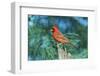 Northern Cardinal-Gary Carter-Framed Photographic Print