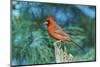 Northern Cardinal-Gary Carter-Mounted Photographic Print