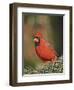 Northern Cardinal-Gary Carter-Framed Photographic Print