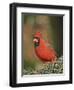 Northern Cardinal-Gary Carter-Framed Photographic Print