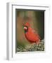 Northern Cardinal-Gary Carter-Framed Photographic Print