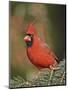 Northern Cardinal-Gary Carter-Mounted Photographic Print