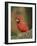 Northern Cardinal-Gary Carter-Framed Photographic Print