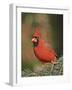 Northern Cardinal-Gary Carter-Framed Photographic Print