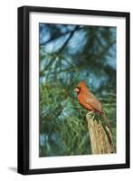 Northern Cardinal-Gary Carter-Framed Photographic Print